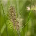 Pennisetum alopecuroides 'Hameln'