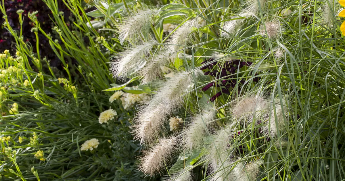 Pennisetum alopecuroides 'Hameln'