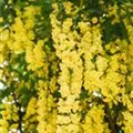 Laburnum watereri 'Vossii'