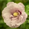 Hibiscus syriacus 'Chiffon'®