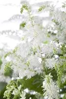 Astilbe x arendsii 'Brautschleier'