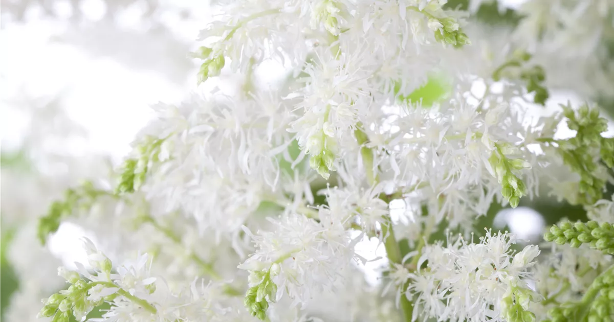 Astilbe x arendsii 'Brautschleier'