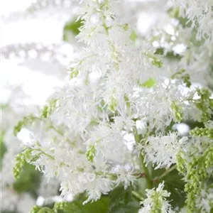 Astilbe x arendsii 'Brautschleier'