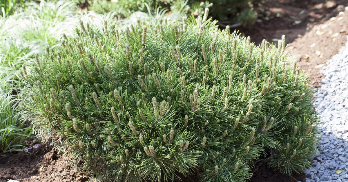 Pinus mugo pumilio