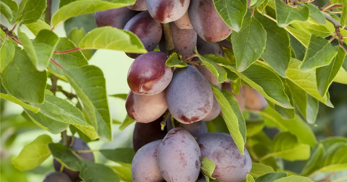 Prunus dom.'Hauszwetsche' CAC