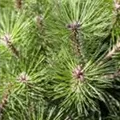 Pinus nigra 'Pierrick Brégeon'