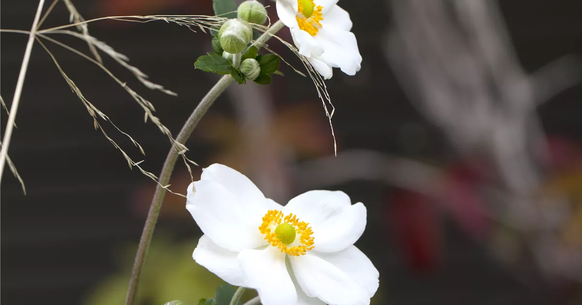 Anemone japonica 'Honorine Jobert'