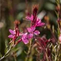 Gaura lindheimeri