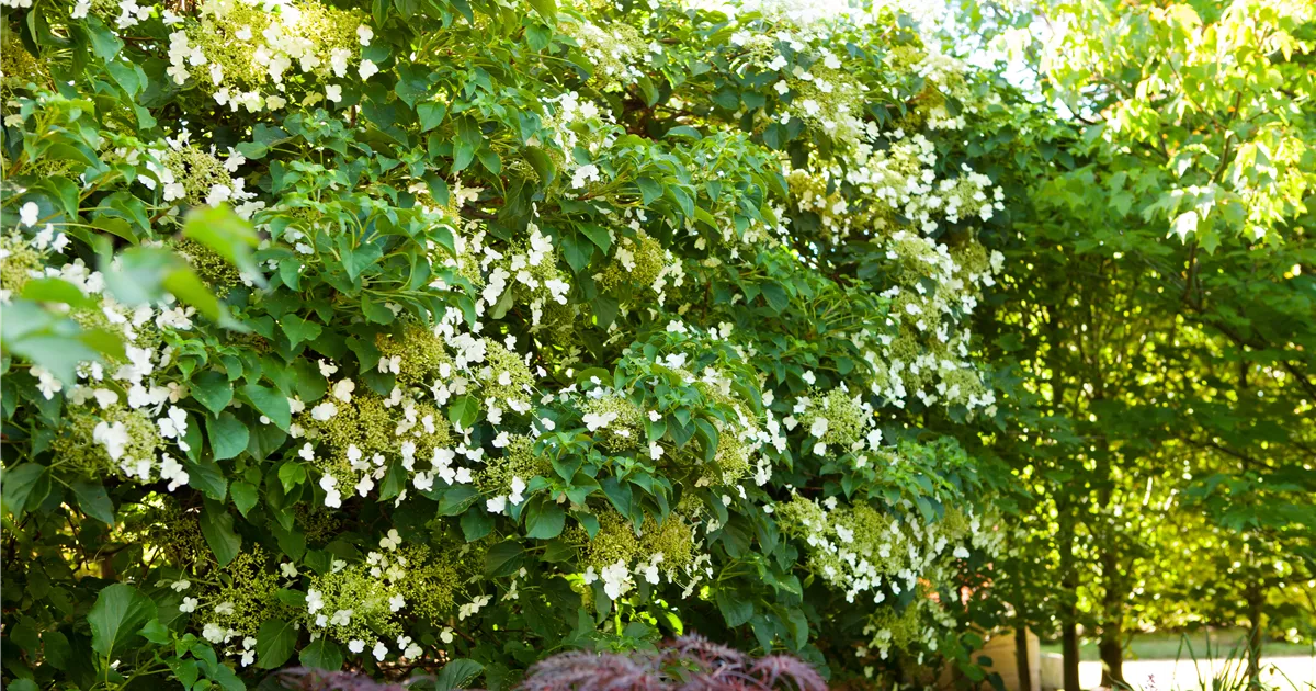 Hydrangea petiolaris