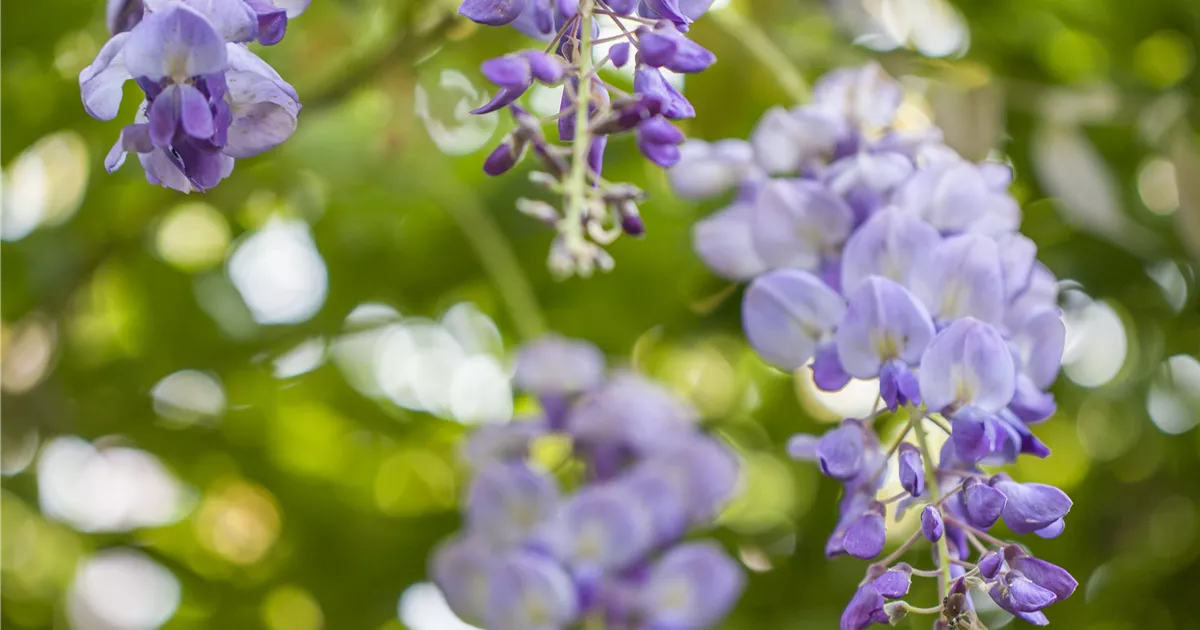 Wisteria brachybotrys 'Ykoyama Fuji'
