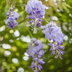Wisteria brachybotrys 'Ykoyama Fuji'
