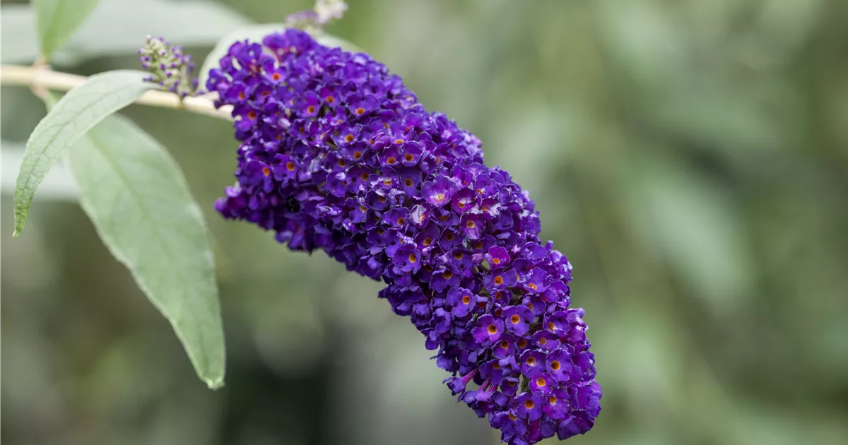 Buddleja davidii 'Black Knight'