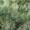 Pinus strobus