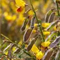 Cytisus scoparius