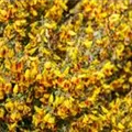 Cytisus scoparius