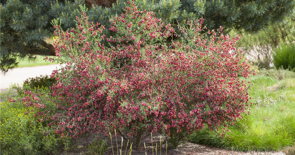 Cytisus scoparius 'Boskoop Ruby'