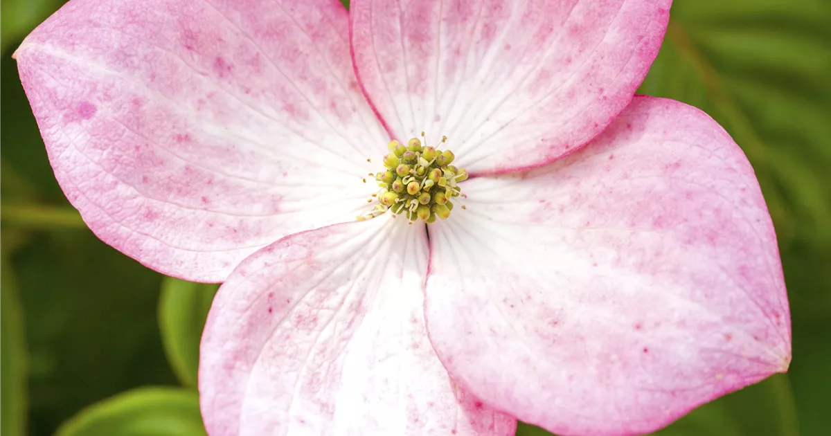 Cornus kousa 'Satomi'