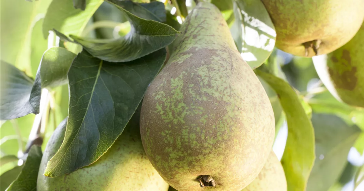 Pyrus com.'Conferencebirne' CAC