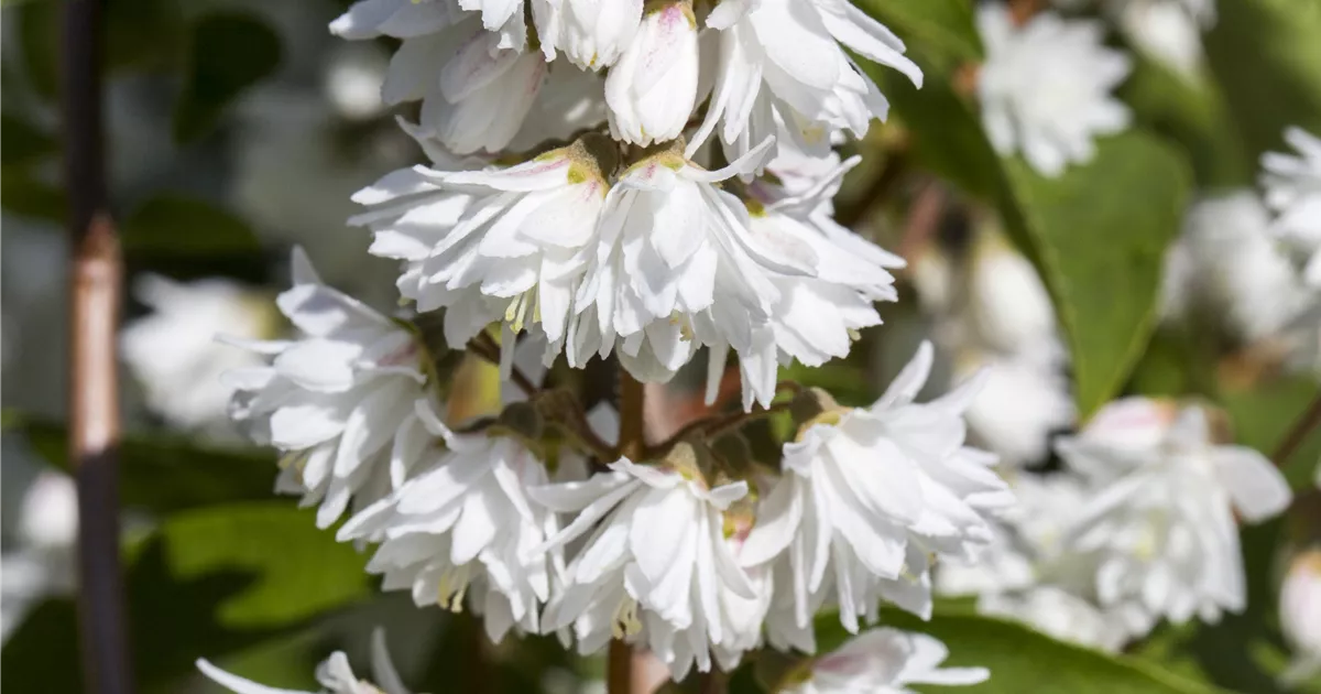 Deutzia magnifica