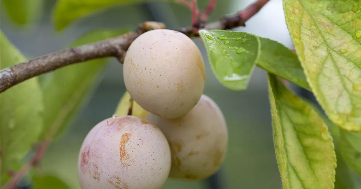 Prunus syr.'Von Nancy' CAC