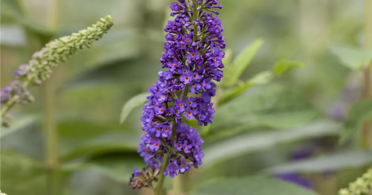 Buddleja davidii 'Empire Blue'