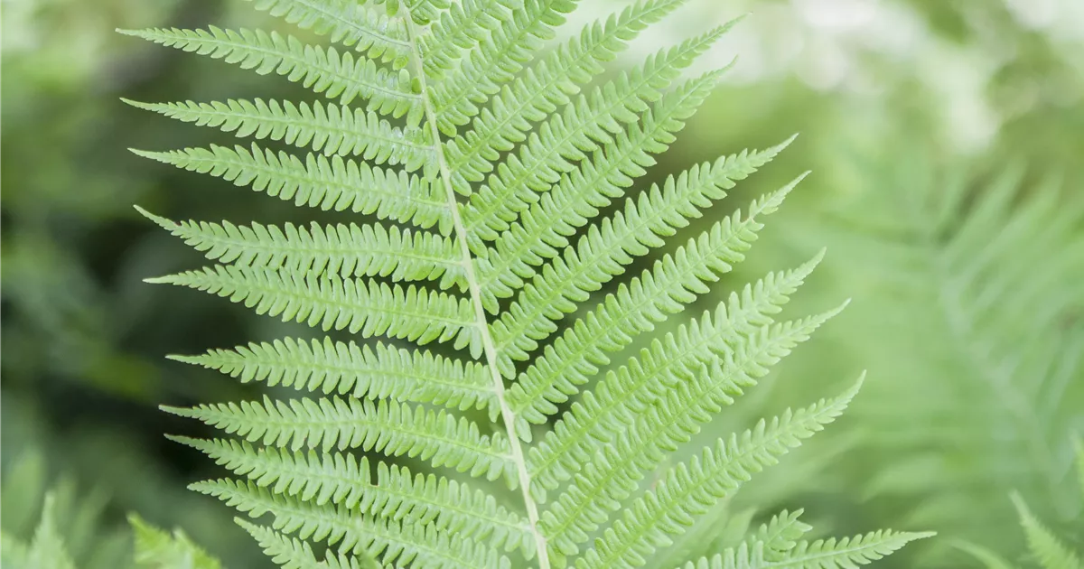 Athyrium filix-femina