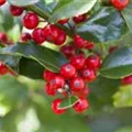 Ilex aquifolium 'Alaska'