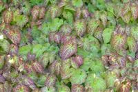 Epimedium x perralchicum 'Frohnleiten'