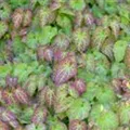 Epimedium x cantabrigiense