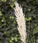 GS506499.jpg
