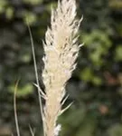GS506500.jpg