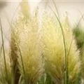 Cortaderia selloana 'Evita'®
