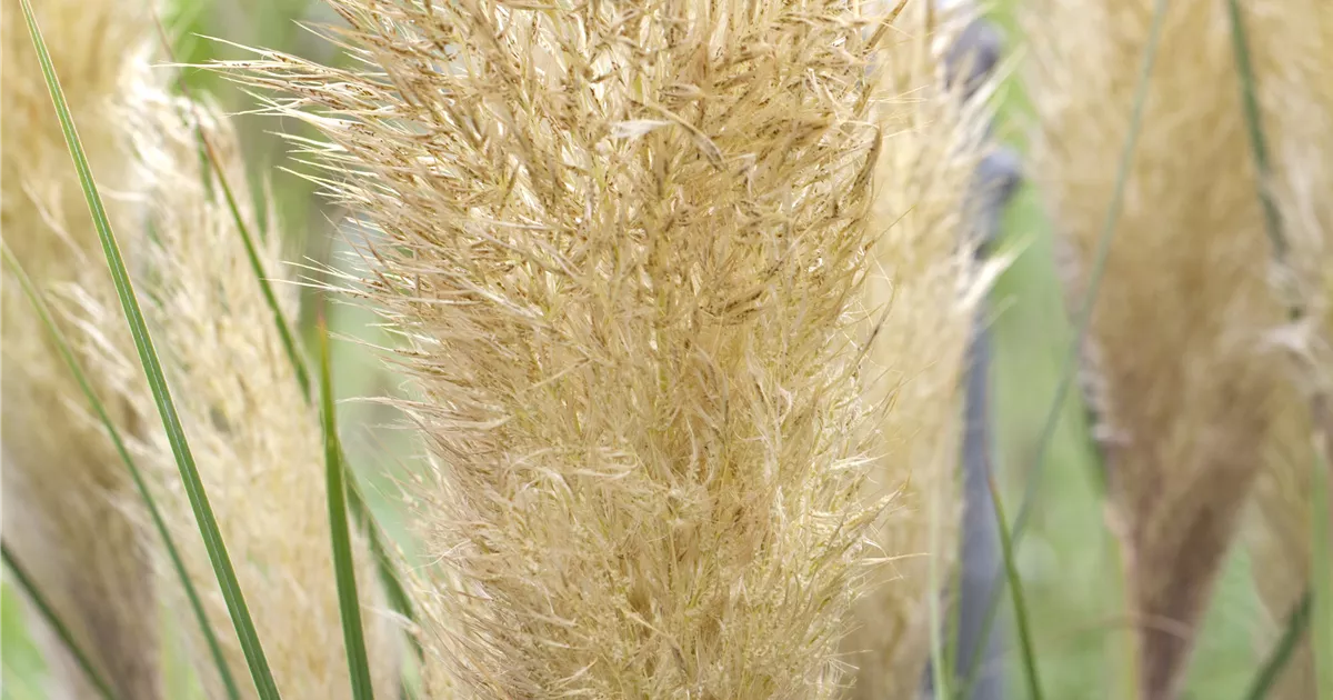 Cortaderia selloana 'Tiny Pampa' -R-