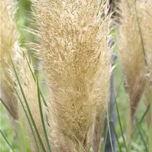 Cortaderia selloana 'Tiny Pampa' -R-