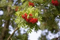 Sorbus aucuparia 'Edulis'