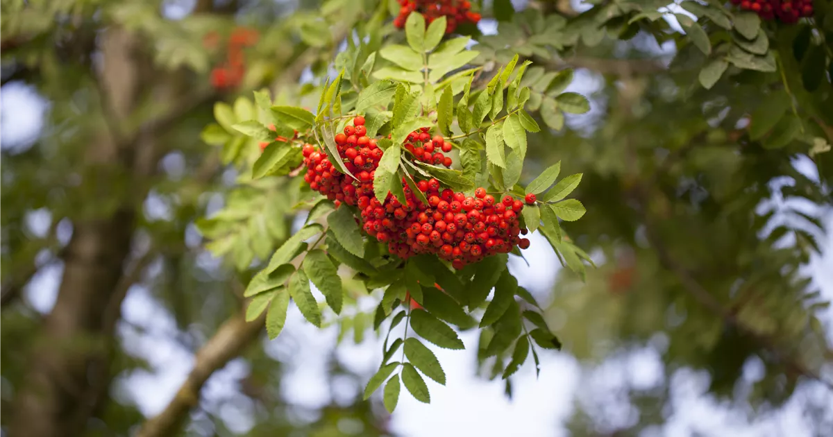 Sorbus aucuparia 'Edulis'