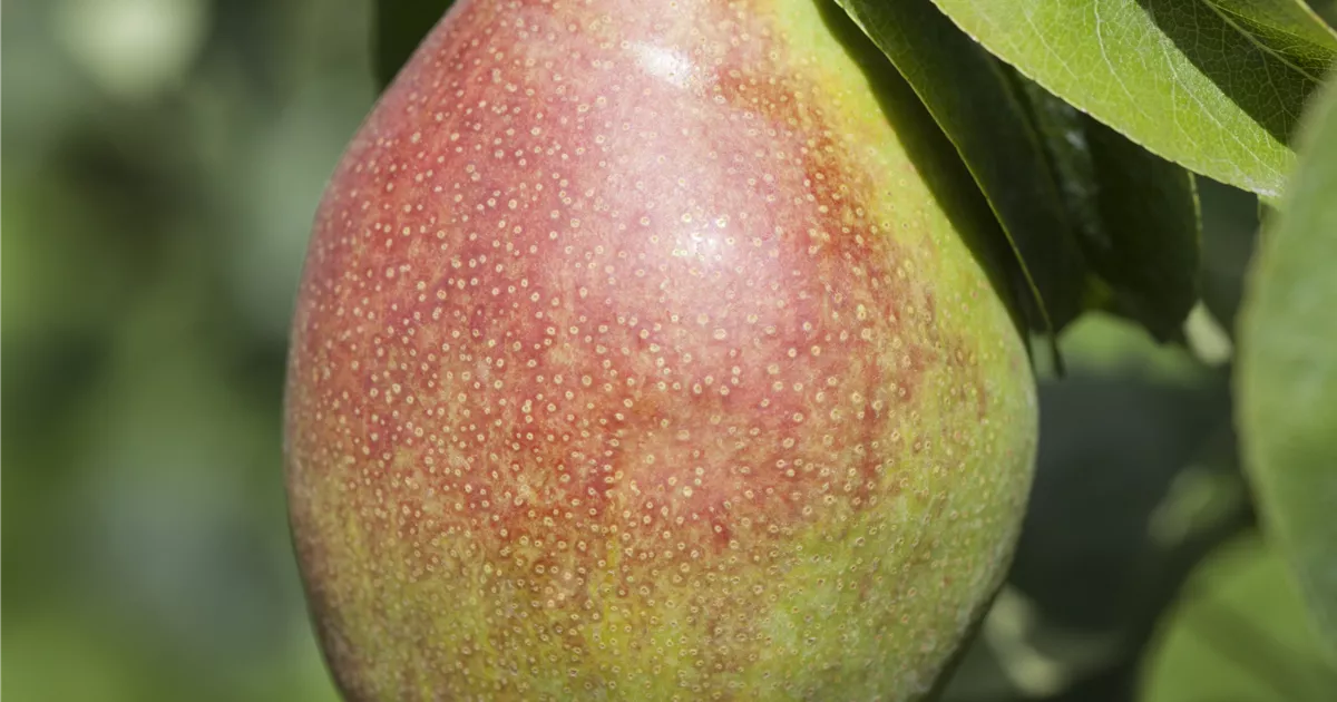 Pyrus com.'Clapps Liebling' CAC