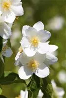 Philadelphus 'Belle Etoile'