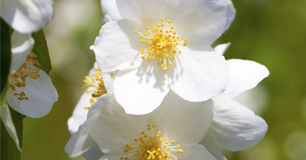 Philadelphus 'Belle Etoile'
