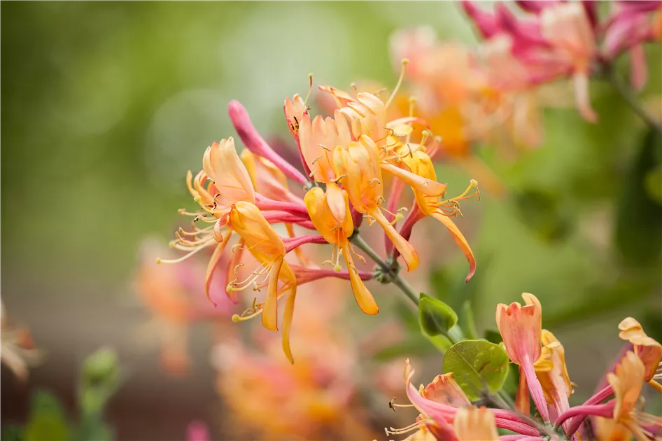 Lonicera henryi, Immergrne Geischlinge - Baumschule & Pflanzenvertrieb  Brossmer