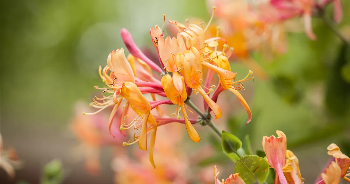 Lonicera henryi, Immergrne Geischlinge - Baumschule & Pflanzenvertrieb  Brossmer