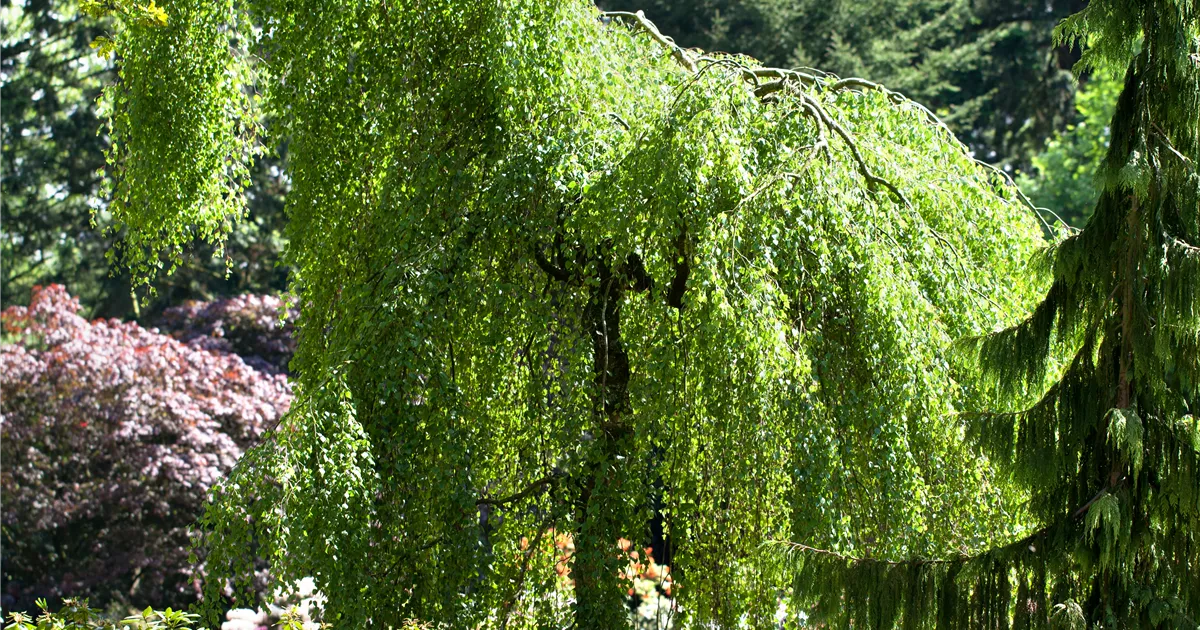 Betula pendula 'Youngii'