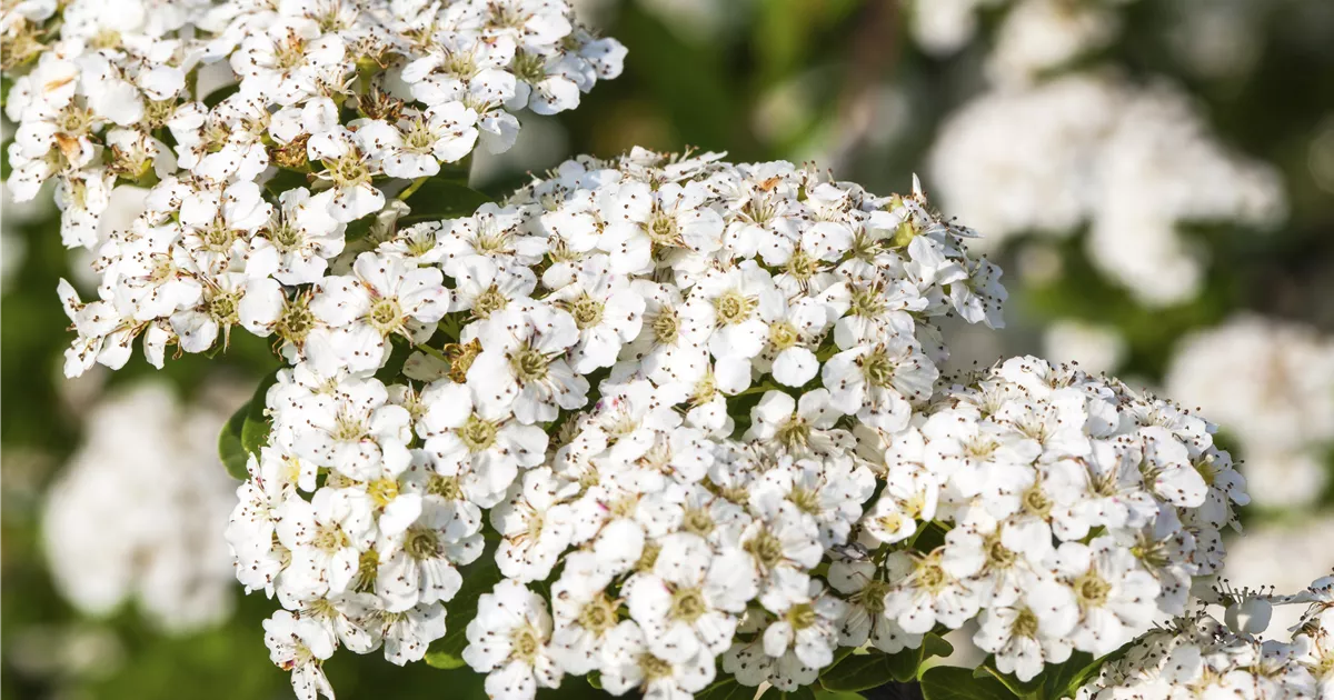 Spiraea nipponica 'Snowmound'