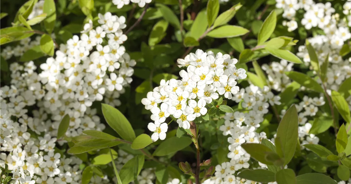 Spiraea cinerea 'Grefsheim'