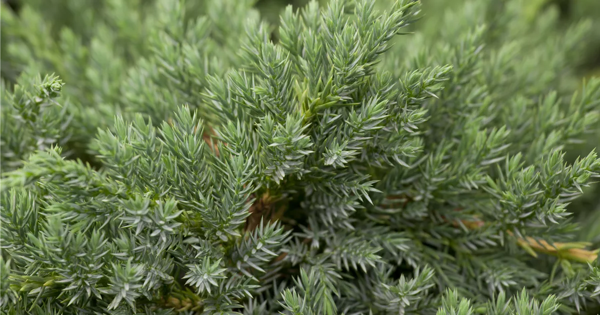 Juniperus squamata 'Blue Carpet'