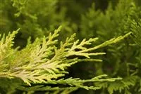 Cupressocyparis leyl.'Gold Rider'