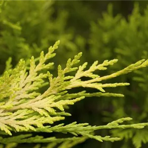 Cupressocyparis leyl.'Gold Rider'