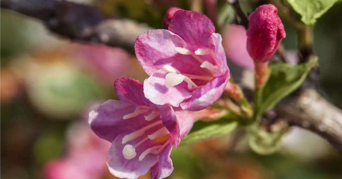 Weigela 'Styriaca'