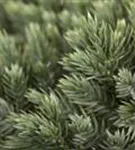 GS457598.jpg