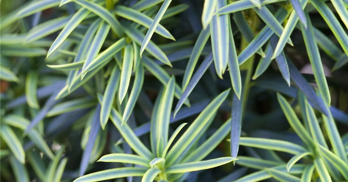Taxus baccata 'Fastigiata Aureomarginata'